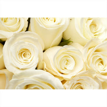 Lade das Bild in den Galerie-Viewer, Leinwandbild Cremefarbene Rosen Querformat