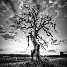 Lade das Bild in den Galerie-Viewer, Poster Der Einsame Baum Quadrat