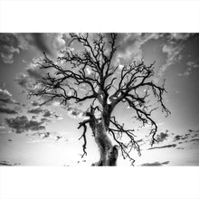 Lade das Bild in den Galerie-Viewer, Poster Der Einsame Baum Querformat