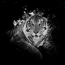 Lade das Bild in den Galerie-Viewer, Aluminiumbild gebürstet Dunkler Tiger Quadrat