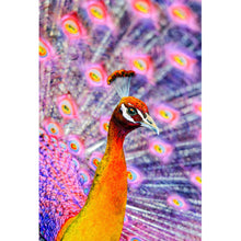 Lade das Bild in den Galerie-Viewer, Aluminiumbild Eleganter Pfau mit ausgebreiteten Federn Hochformat