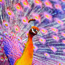 Lade das Bild in den Galerie-Viewer, Poster Eleganter Pfau mit ausgebreiteten Federn Quadrat