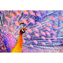 Lade das Bild in den Galerie-Viewer, Spannrahmenbild Eleganter Pfau mit ausgebreiteten Federn Querformat