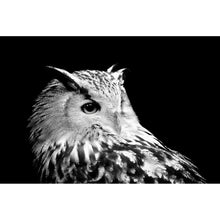 Lade das Bild in den Galerie-Viewer, Leinwandbild Eule auf schwarzem Hintergrund Querformat