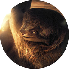 Lade das Bild in den Galerie-Viewer, Aluminiumbild gebürstet Faultier bei Sonnenaufgang Kreis