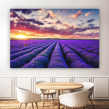 Lade das Bild in den Galerie-Viewer, Poster Fliederfeld im Sonnenuntergang Querformat