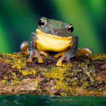 Lade das Bild in den Galerie-Viewer, Aluminiumbild gebürstet Frosch Smile Quadrat