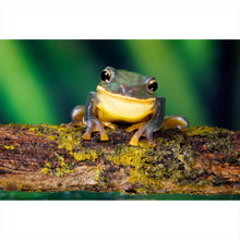 Lade das Bild in den Galerie-Viewer, Aluminiumbild gebürstet Frosch Smile Querformat