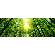 Lade das Bild in den Galerie-Viewer, Poster Wald im Sonnenlicht Panorama
