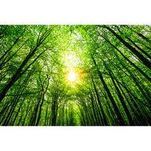Lade das Bild in den Galerie-Viewer, Poster Wald im Sonnenlicht Querformat