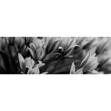 Lade das Bild in den Galerie-Viewer, Spannrahmenbild Frühlingsblumen in Schwarz Weiß Panorama