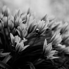 Lade das Bild in den Galerie-Viewer, Aluminiumbild Frühlingsblumen in Schwarz Weiß Quadrat