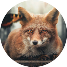Lade das Bild in den Galerie-Viewer, Aluminiumbild gebürstet Fuchs am Waldrand Kreis