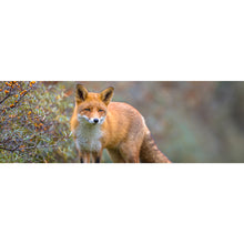 Lade das Bild in den Galerie-Viewer, Poster Fuchs auf Wiese Panorama