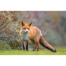 Lade das Bild in den Galerie-Viewer, Acrylglasbild Fuchs auf Wiese Querformat
