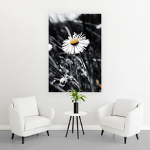 Lade das Bild in den Galerie-Viewer, Spannrahmenbild Gänseblümchen im Schatten Hochformat