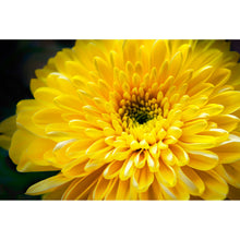 Lade das Bild in den Galerie-Viewer, Aluminiumbild gebürstet Gelbe Blume Querformat