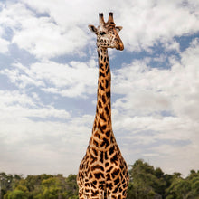 Lade das Bild in den Galerie-Viewer, Poster Giraffe in Kenia Quadrat