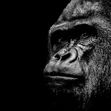 Lade das Bild in den Galerie-Viewer, Spannrahmenbild Gorilla Porträt Quadrat