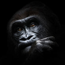 Lade das Bild in den Galerie-Viewer, Poster Gorilla Quadrat
