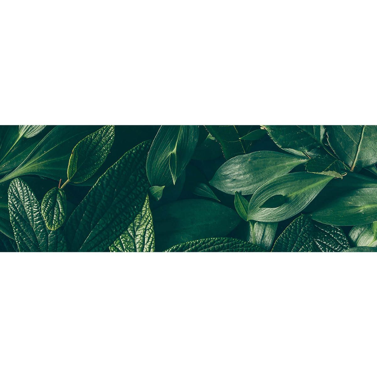 Leinwandbild Grüne Blätter im Panorama, Aufhängefertig & Versandkostenfrei  – Wandguru