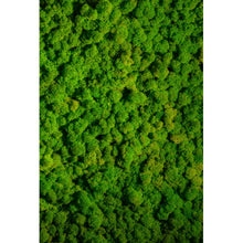 Lade das Bild in den Galerie-Viewer, Spannrahmenbild Hellgrünes Moos Hochformat
