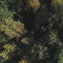 Lade das Bild in den Galerie-Viewer, Spannrahmenbild Herbstbäume im Wald Quadrat