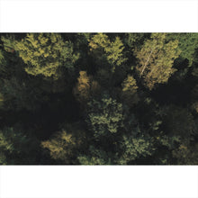 Lade das Bild in den Galerie-Viewer, Poster Herbstbäume im Wald Querformat