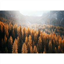 Lade das Bild in den Galerie-Viewer, Poster Herbstwald No.1 Querformat