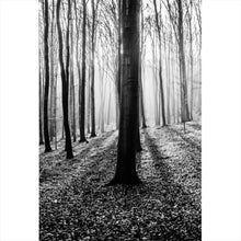 Lade das Bild in den Galerie-Viewer, Aluminiumbild gebürstet Herbstwald Schwarz Weiß Hochformat