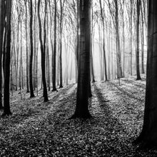 Lade das Bild in den Galerie-Viewer, Aluminiumbild Herbstwald Schwarz Weiß Quadrat
