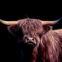 Lade das Bild in den Galerie-Viewer, Aluminiumbild Highland Rind auf Schwarz Quadrat