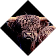 Lade das Bild in den Galerie-Viewer, Aluminiumbild Highland Rind auf Schwarz Raute