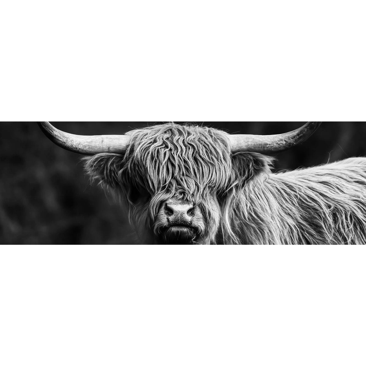Leinwandbild Highland – Aufhängefertig & im Panorama, Schwarz-Weiß Rind Versandkostenfrei Wandguru