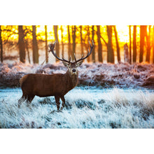 Lade das Bild in den Galerie-Viewer, Aluminiumbild Hirsch am Waldrand Querformat