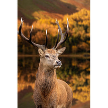 Lade das Bild in den Galerie-Viewer, Aluminiumbild Hirsch am Waldsee Hochformat