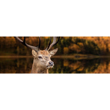 Lade das Bild in den Galerie-Viewer, Aluminiumbild Hirsch am Waldsee Panorama