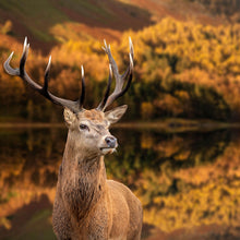 Lade das Bild in den Galerie-Viewer, Spannrahmenbild Hirsch am Waldsee Quadrat