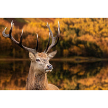 Lade das Bild in den Galerie-Viewer, Leinwandbild Hirsch am Waldsee Querformat