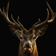 Lade das Bild in den Galerie-Viewer, Aluminiumbild gebürstet Hirsch auf Schwarz Quadrat