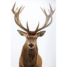 Lade das Bild in den Galerie-Viewer, Aluminiumbild gebürstet Hirsch auf Weiss Hochformat