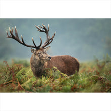 Lade das Bild in den Galerie-Viewer, Spannrahmenbild Hirsch im Farn Querformat