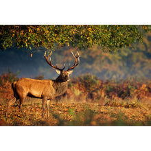 Lade das Bild in den Galerie-Viewer, Aluminiumbild gebürstet Hirsch im Herbst Querformat