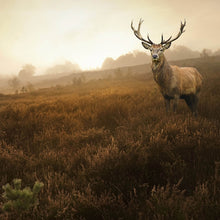 Lade das Bild in den Galerie-Viewer, Spannrahmenbild Hirsch im Nebel Quadrat