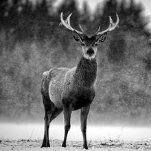 Lade das Bild in den Galerie-Viewer, Spannrahmenbild Hirsch im Schottischen Winter Quadrat