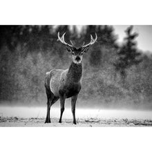 Lade das Bild in den Galerie-Viewer, Leinwandbild Hirsch im Schottischen Winter Querformat