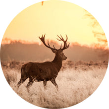 Lade das Bild in den Galerie-Viewer, Aluminiumbild gebürstet Hirsch im Sonnenuntergang Kreis