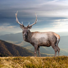 Lade das Bild in den Galerie-Viewer, Aluminiumbild Hirsch in der Herbstzeit Quadrat