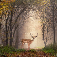 Lade das Bild in den Galerie-Viewer, Leinwandbild Hirsch in verträumten Nebelwald Quadrat