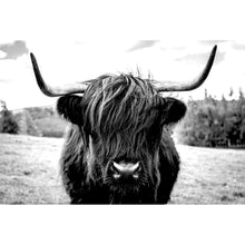 Lade das Bild in den Galerie-Viewer, Acrylglasbild Hochlandrind auf der Wiese Querformat